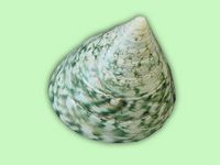 Раковина Трохус макупата зеленая (900121A)